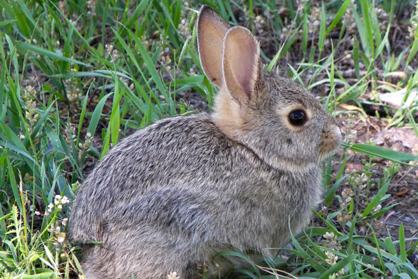 Small brown rabbit sitting in green grass outdoors.