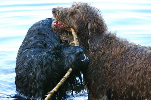 Two wet curly-haired dogs standing in shallow water while holding a stick together.