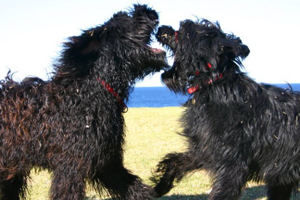 Two black shaggy dogs playfully facing each other outdoors near the water.