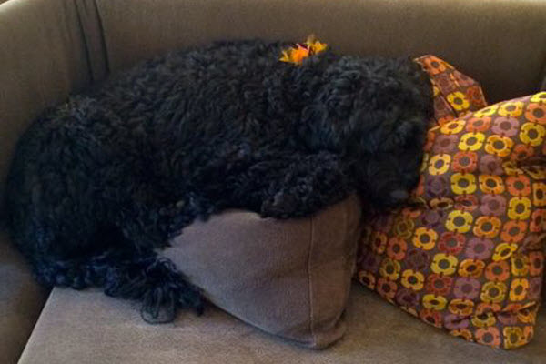 Black curly-haired dog resting on cushions on a lounge chair indoors.
