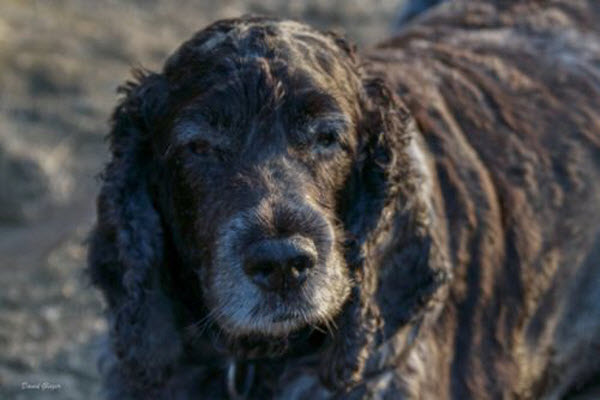 Close-up of an older black dog outdoors with long ears and a greying muzzle.