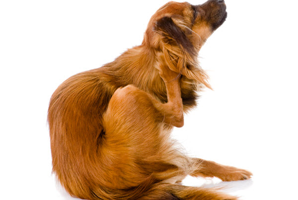 Dog itching and scratching