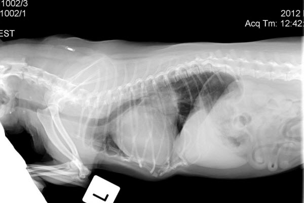 X-ray image of dog’s chest and lungs during veterinary examination.