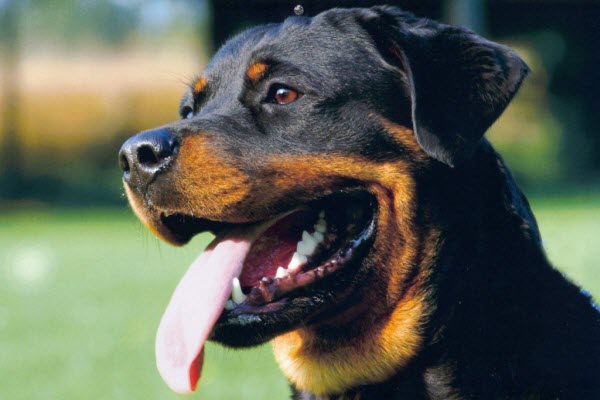 Rottweiler dog panting outdoors in close-up portrait.