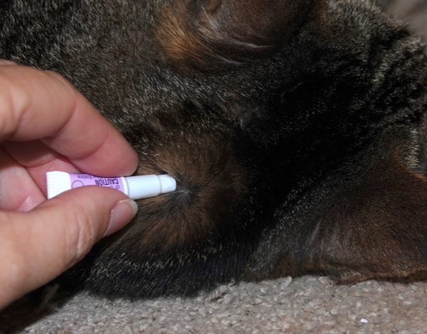 A person applies flea or tick treatment to a dog’s skin by parting the fur near the neck area.