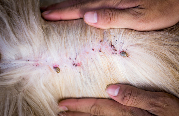 A close-up of a dog’s skin and fur showing several attached ticks while a person parts the fur to inspect the area.