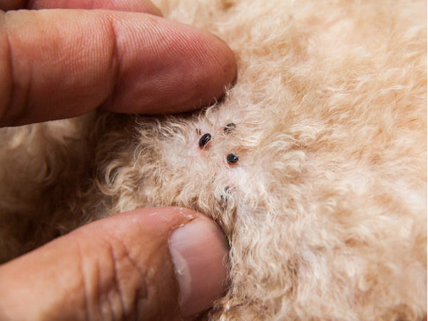 A close-up of a person parting a dog’s fur to reveal several small black fleas on the skin.