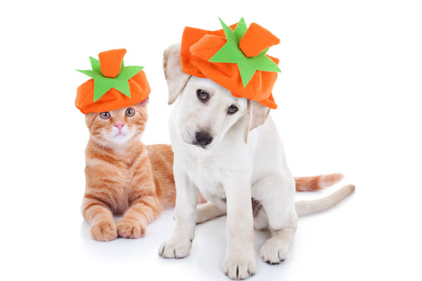 A kitten and a puppy wear festive pumpkin hats while sitting together against a white background.