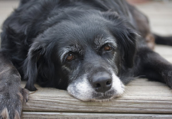 An older black dog with a greying muzzle lies resting on a wooden surface while looking toward the camera.