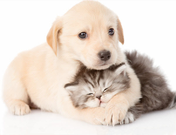 A golden puppy cuddles and rests its paw on a fluffy grey kitten against a white background.A golden puppy cuddles and rests its paw on a fluffy grey kitten against a white background.