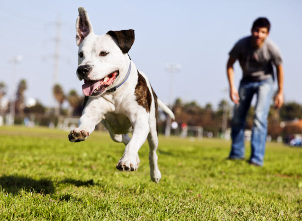 A happy dog runs across a grassy field toward the camera while a person follows behind in the background.