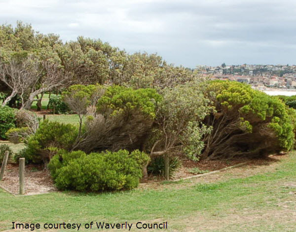 A coastal park with grassy areas, trees, and shrubs overlooks the shoreline, with a caption noting the image is courtesy of Waverly Council.