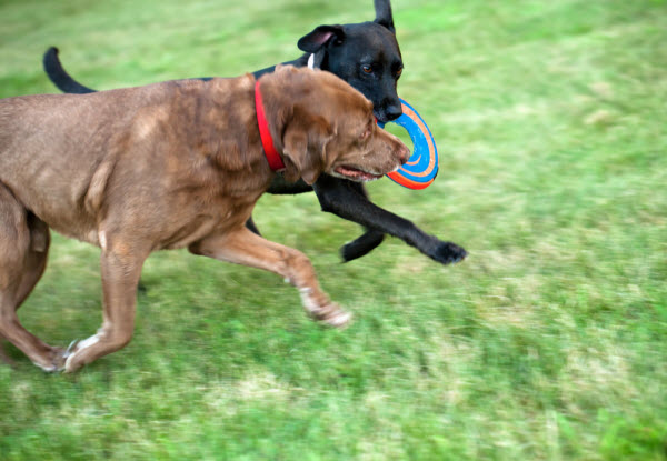 Two dogs run across the grass while playfully competing for a colourful frisbee held in one dog’s mouth.