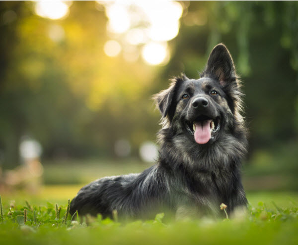 Vetaround - Amazing-portrait-of-young-crossbreed-dog