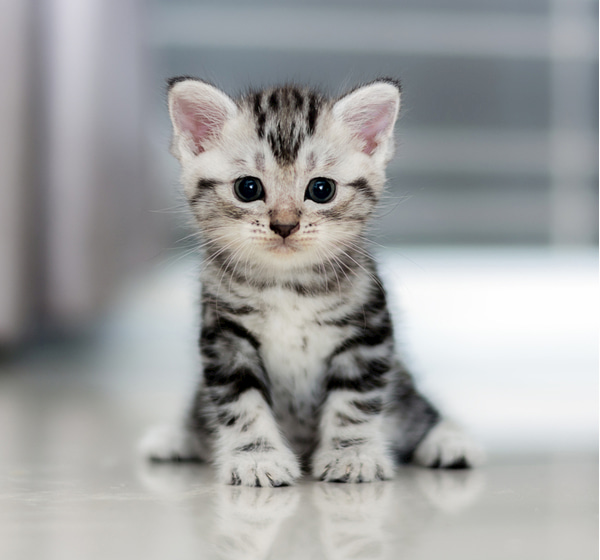 Cute shorthair kitten