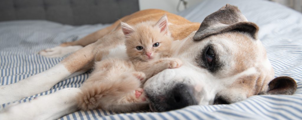 Cat and dog lying down together on a bed