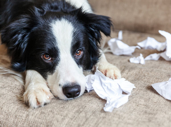 Vetaround - Guilty-dog-and-destroyed-living-room