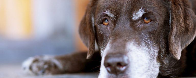 Palliative Care slider