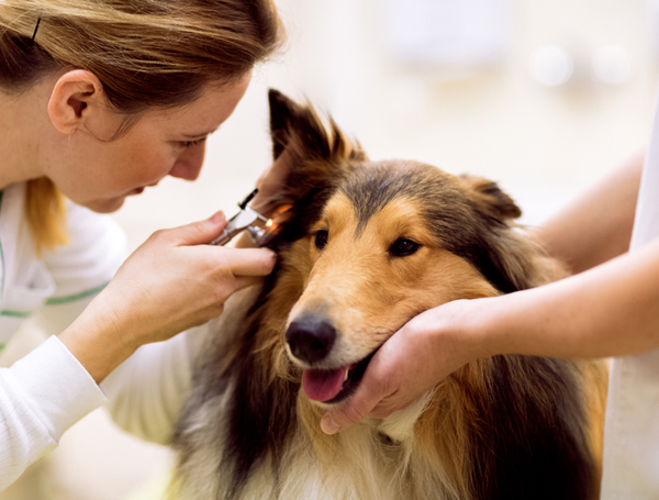 Veterinarian checking the dog using a otoscope