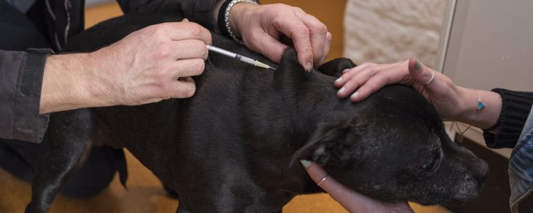 Vaccinating a dog