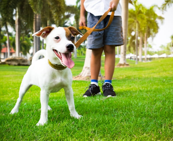 A happy white and brown dog stands on grass in a park while being walked on a leash by a child.