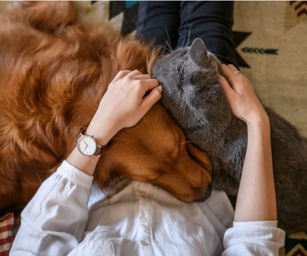 A person relaxes indoors while cuddling a golden dog and a grey cat lying close together.