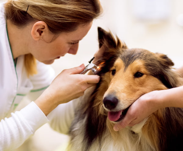 A veterinarian examines a collie dog’s ear with a medical instrument while gently holding the dog’s head.