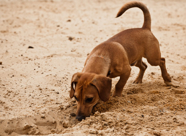 A brown dachshund digs into the sand with its nose close to the ground at a beach or sandy area.