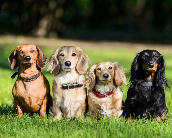 Four dachshunds with different coat colours sit side by side on green grass outdoors, facing the camera.