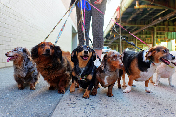 Five dachshunds on leashes stand together on a city sidewalk while being walked by their owner.
