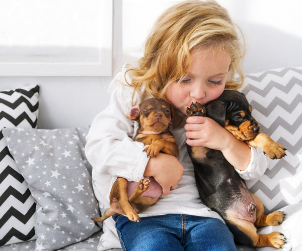 A young girl sits on a couch cuddling two dachshund puppies in her arms.