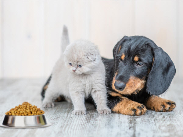 A dachshund puppy and a fluffy white kitten sit together beside a bowl of pet food on a wooden floor.