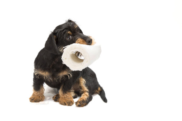 A black and tan dachshund puppy sits on a white background holding a roll of toilet paper in its mouth.