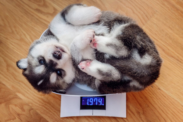 A husky puppy curls up on a digital scale displaying its weight on a wooden floor.
