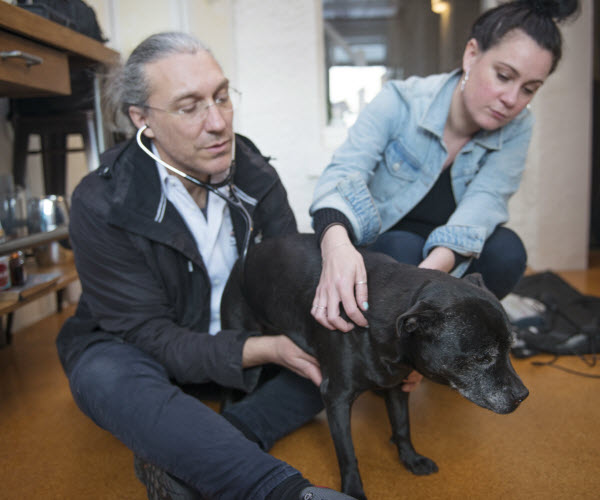 A veterinarian uses a stethoscope to examine a black dog while the owner gently holds the pet indoors.