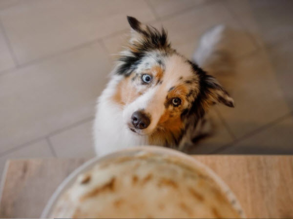A dog with blue eyes looks up expectantly at food on a table from below.