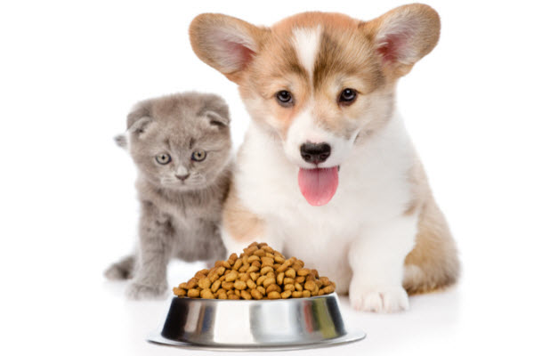 A puppy and a grey kitten sit beside a bowl of dry pet food against a white background.