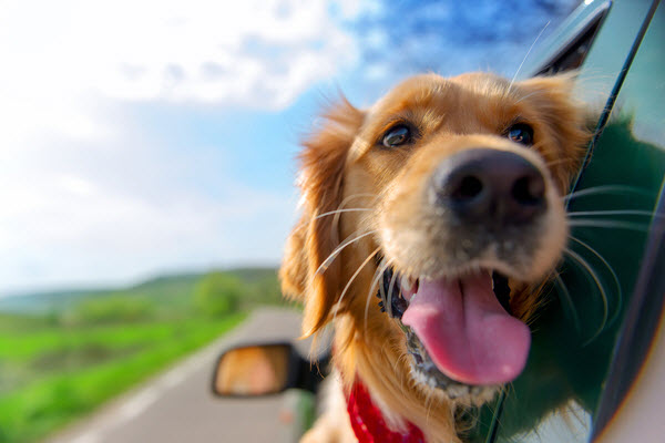 A happy golden dog sticks its head out of a car window during a road trip on a sunny day.