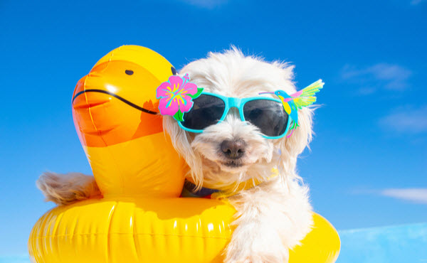 A small white dog wearing sunglasses relaxes in a yellow inflatable pool float under a bright blue sky.