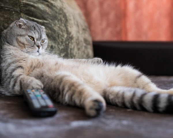 An overweight grey tabby cat lounges on a couch beside a television remote control.