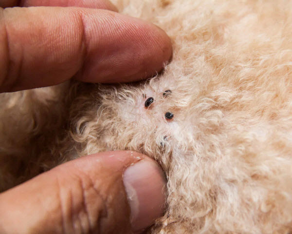 A close-up of a person parting a dog’s curly fur to reveal several fleas on the skin.