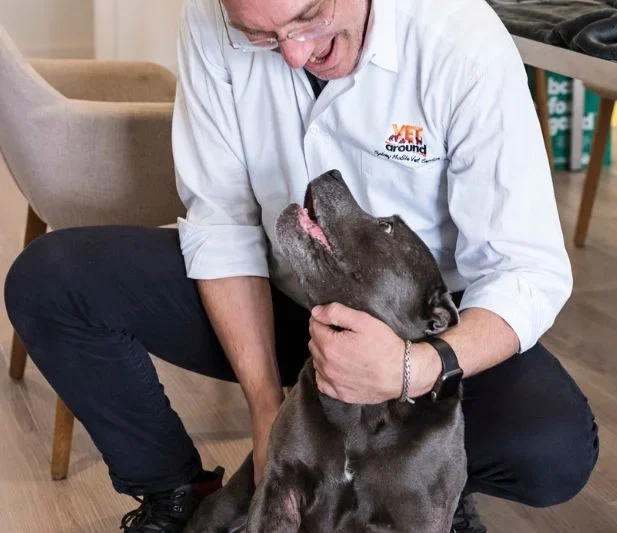 vet and senior staffordshire bull terrier make eye contact