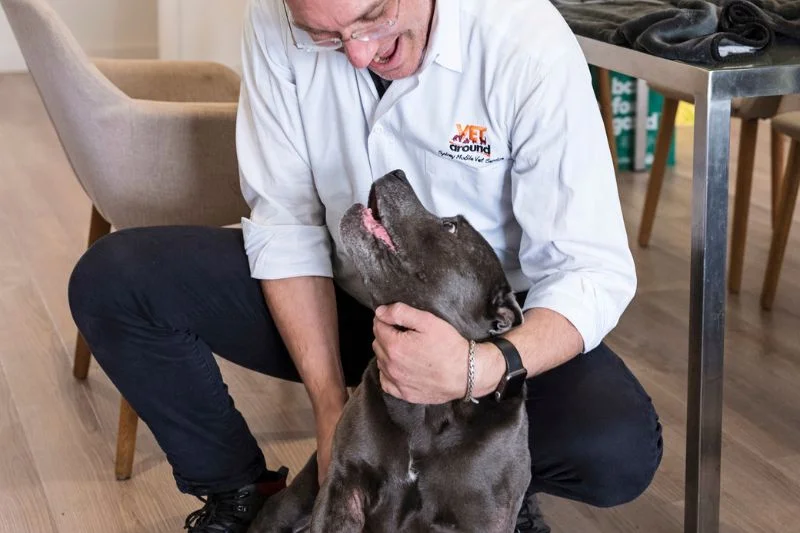 vet and senior staffordshire bull terrier make eye contact