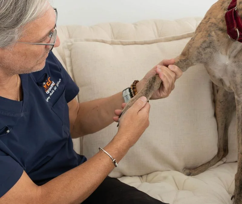 VETaround vet Dr Ari Ende assesses dogs arthritis in leg from home.