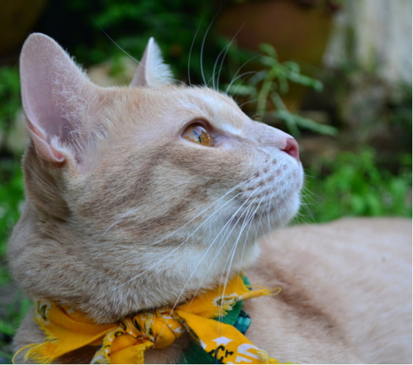 A light-coloured cat wearing a yellow bandana looks upward while resting outdoors.