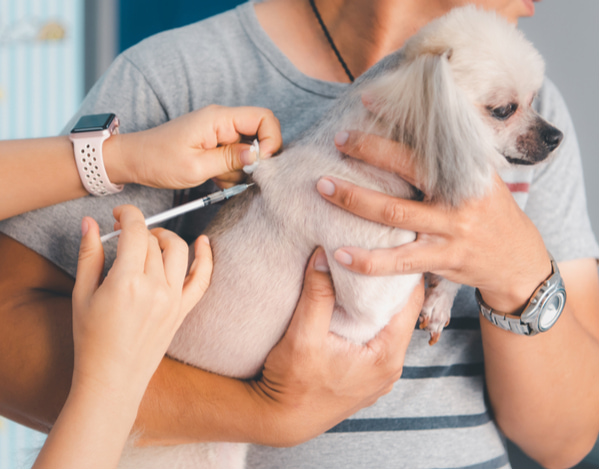 A small white dog is being held by its owner while a veterinarian administers an injection.