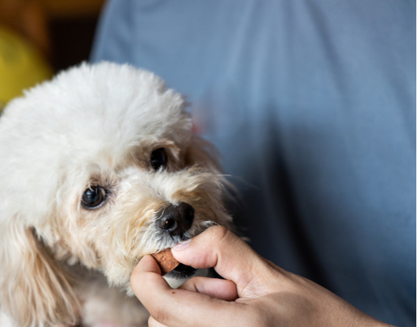A person hand-feeds a small white dog a treat while holding it close indoors.