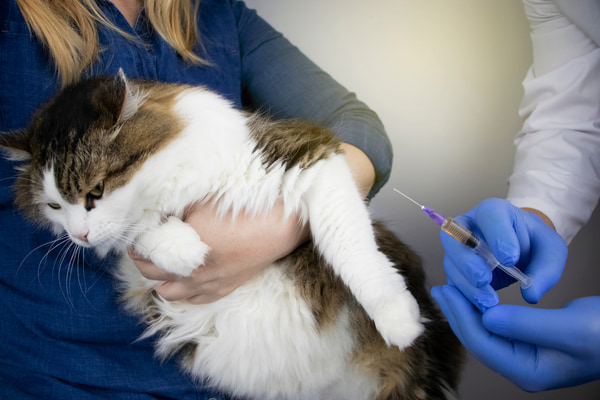 A veterinarian wearing gloves prepares to give an injection to a fluffy cat being held by its owner.