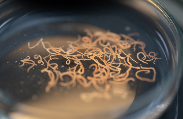A close-up view of roundworms submerged in liquid inside a laboratory dish or container.