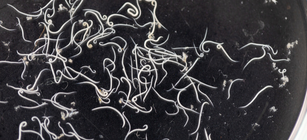 A close-up view of numerous white whipworms scattered across a dark surface in a laboratory setting.